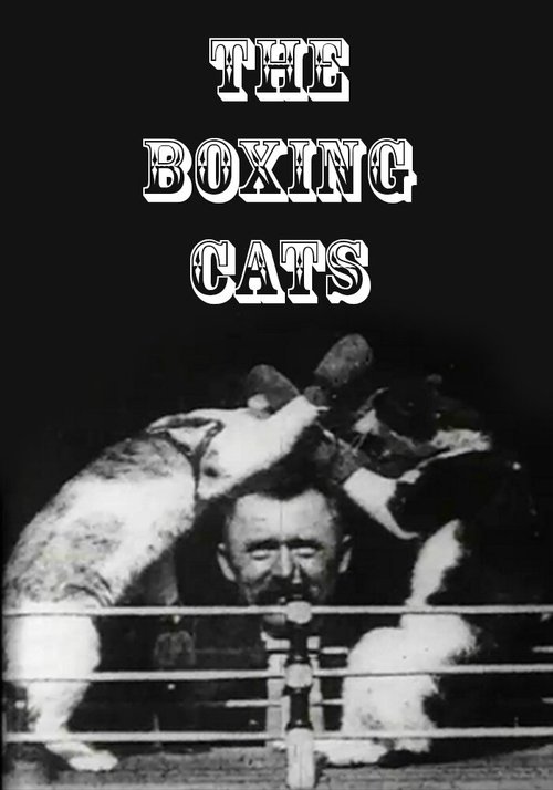Постер фильма Кошачий бокс (1894)